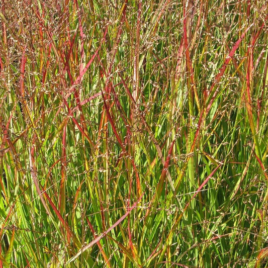 Vingergras (Panicum virgatum) 'Shenandoah'