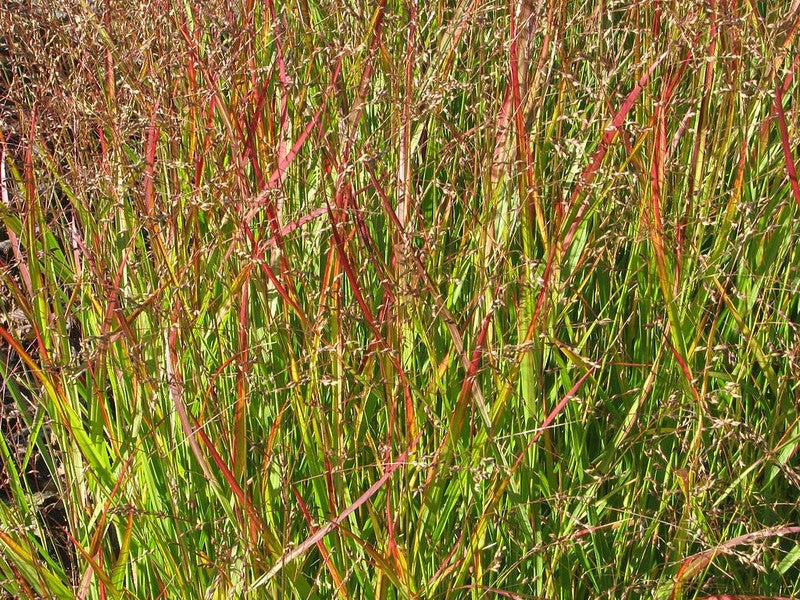 Vingergras (Panicum virgatum) 'Shenandoah'