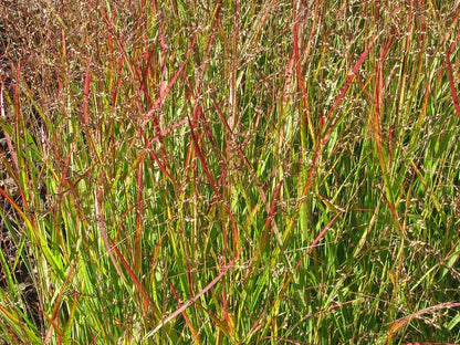 Vingergras (Panicum virgatum) 'Shenandoah'
