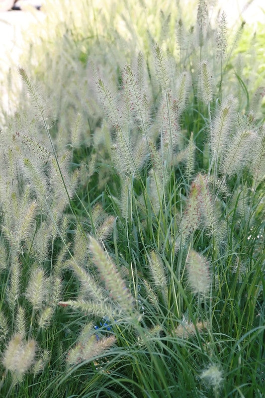 Lampenpoetsersgras (Pennisetum alopecuroides) 'Hameln'