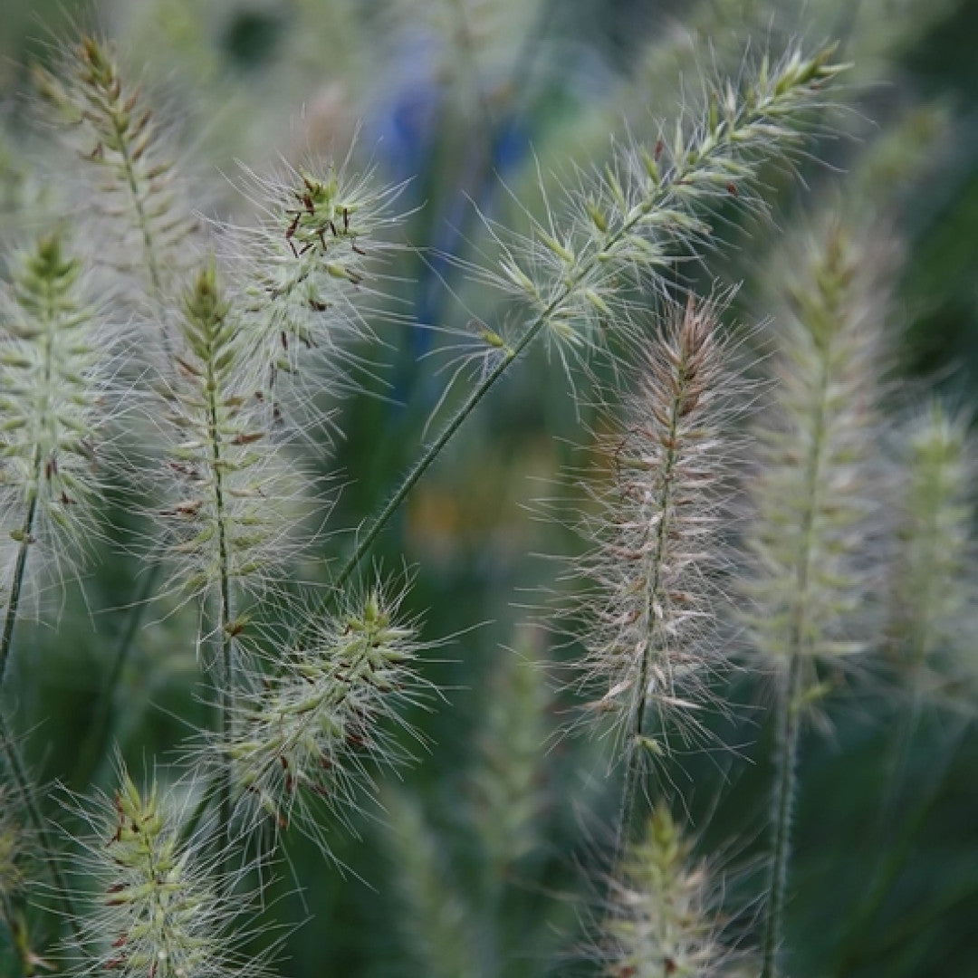 Lampenpoetsersgras (Pennisetum alopecuroides) 'Little Bunny'