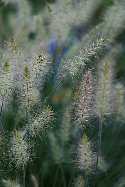 Lampenpoetsersgras (Pennisetum alopecuroides) 'Little Bunny'