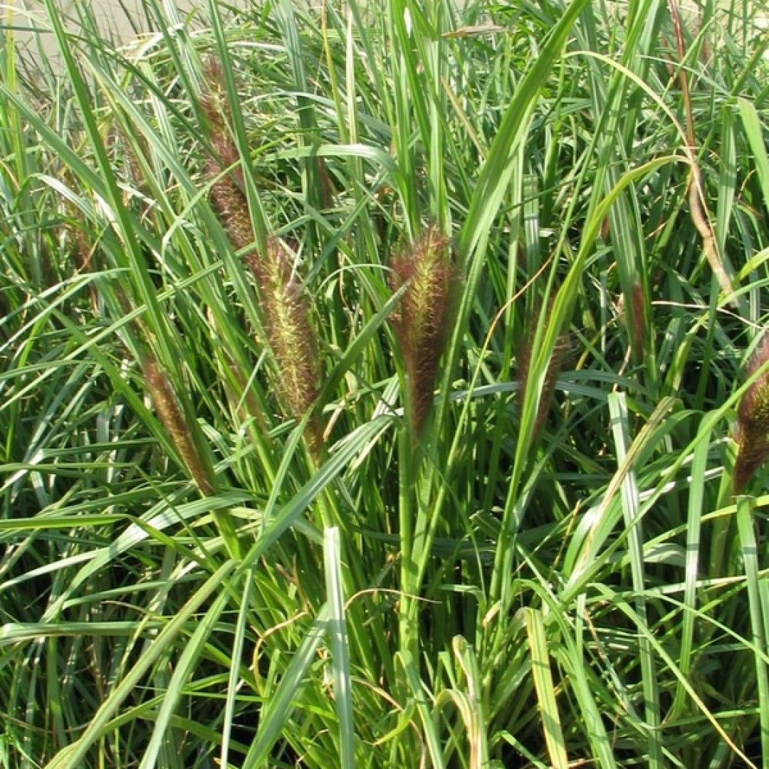 Lampenpoetsersgras (Pennisetum alopecuroides) 'Viridescens'