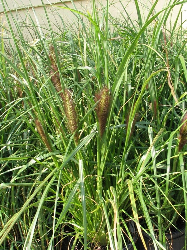 Lampenpoetsersgras (Pennisetum alopecuroides) 'Viridescens'