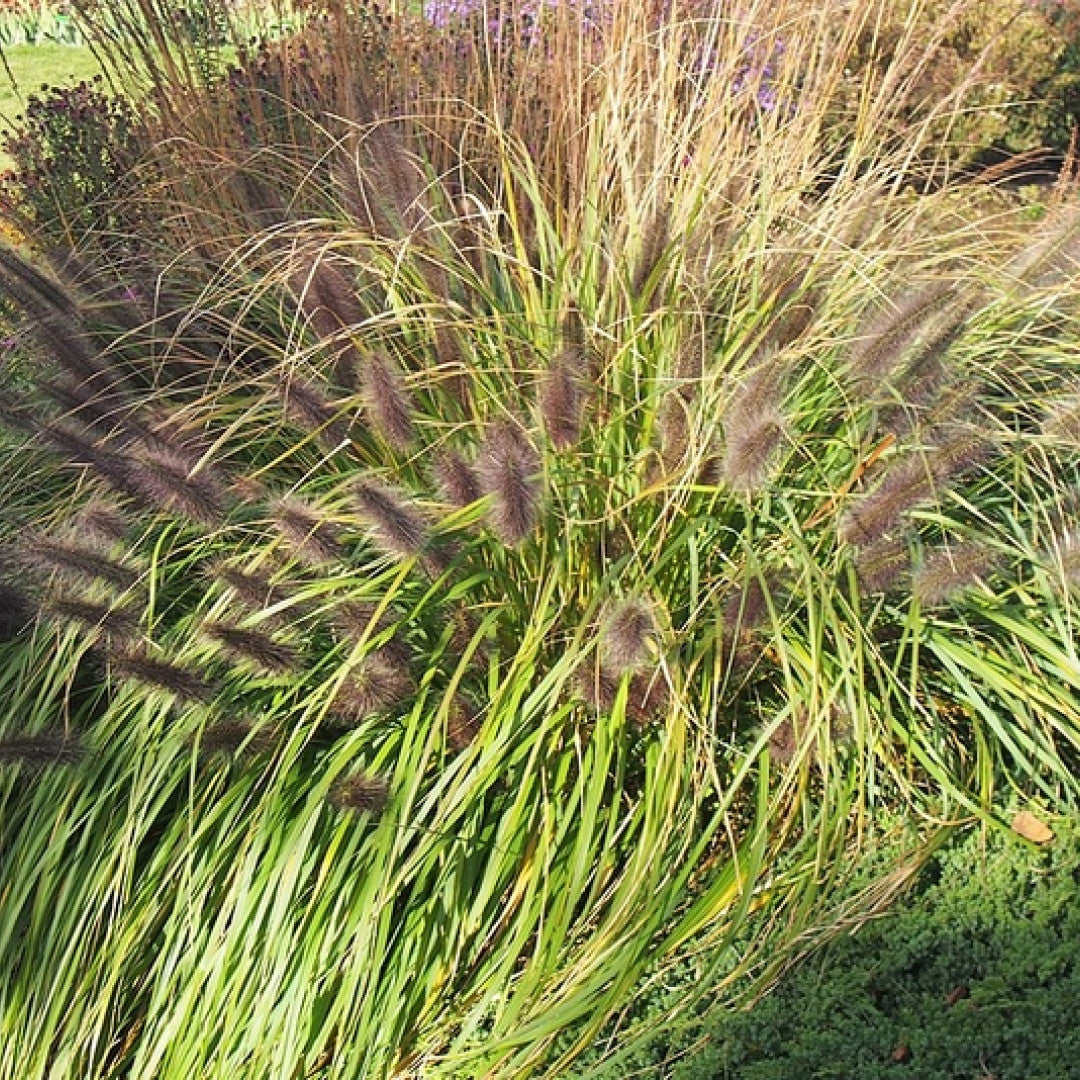 Lampenpoetsersgras (Pennisetum alopecuroides) 'Black Beauty'