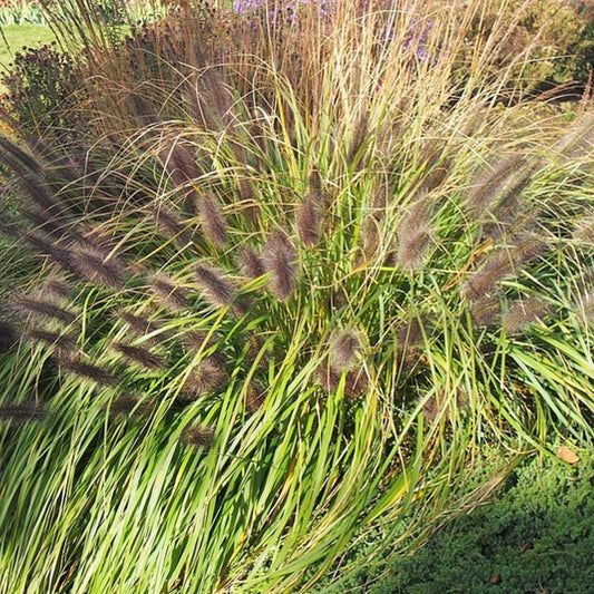 Lampenpoetsersgras (Pennisetum alopecuroides) 'Black Beauty'