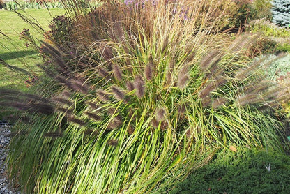 Lampenpoetsersgras (Pennisetum alopecuroides) 'Black Beauty'
