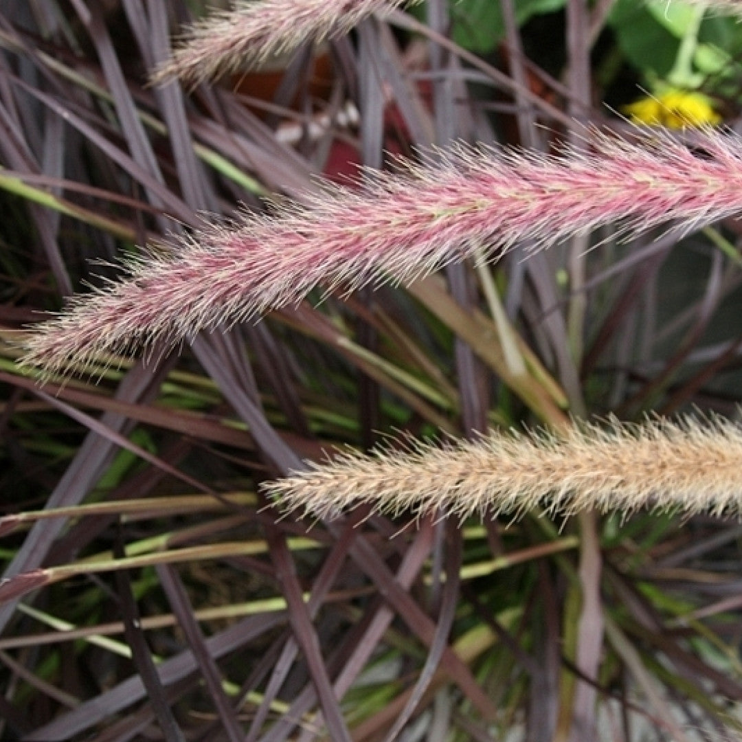 Lampenpoetsersgras (Pennisetum setaceum) 'Rubrum'