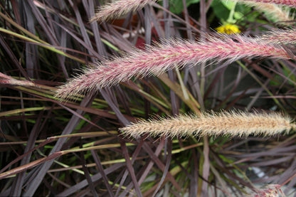 Lampenpoetsersgras (Pennisetum setaceum) 'Rubrum'