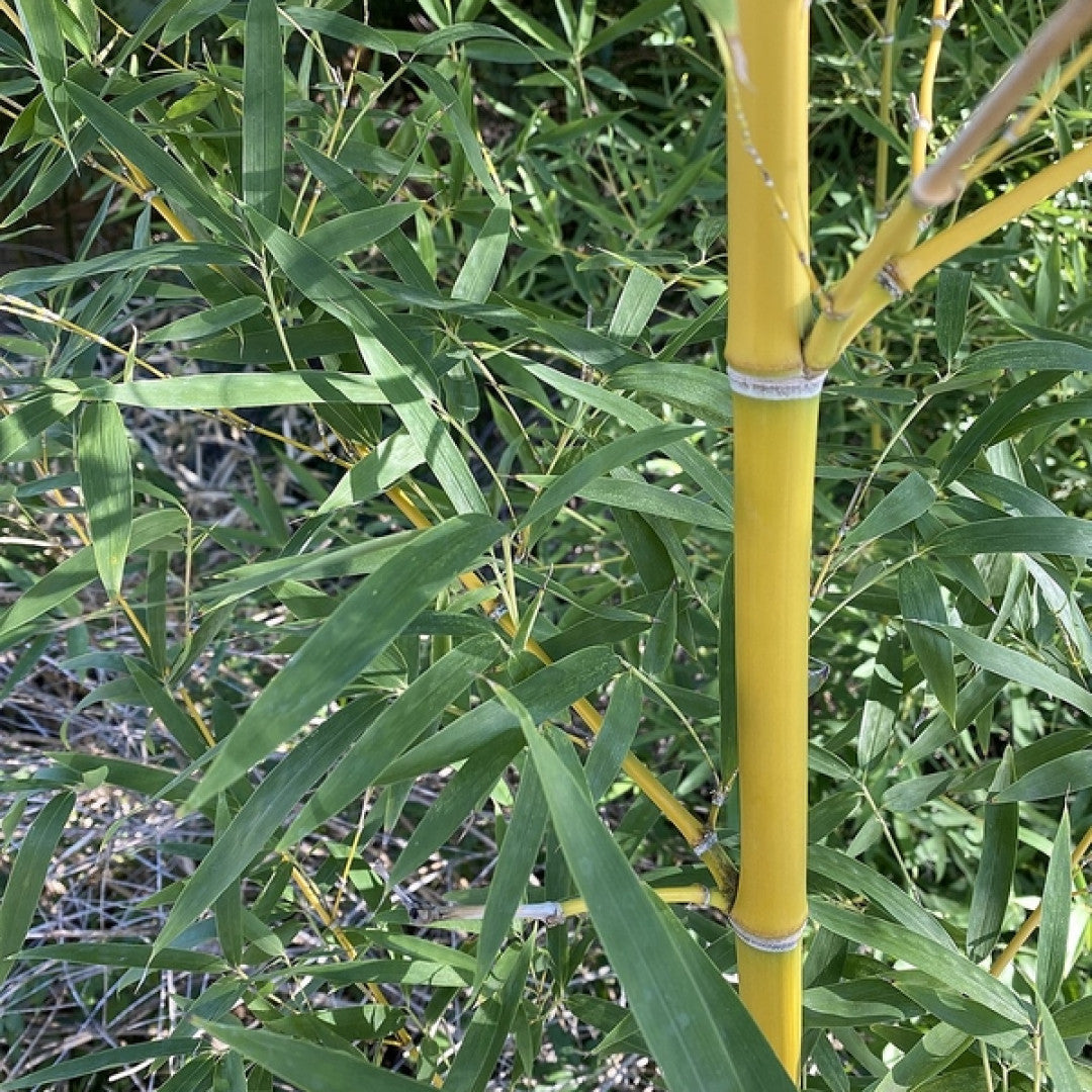 Bamboe (Phyllostachys aurea)