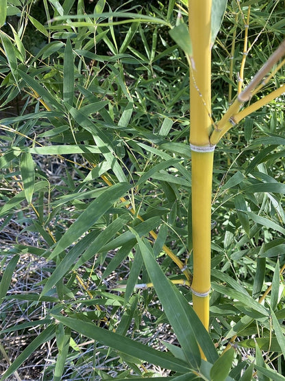 Bamboe (Phyllostachys aurea)