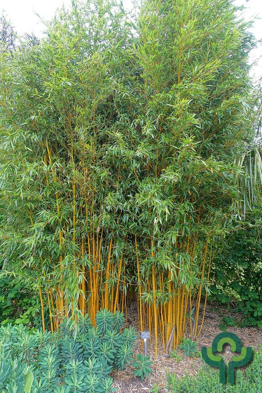Bamboe (Phyllostachys vivax) 'Aureocaulis'