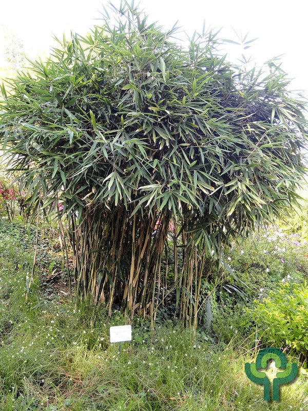 Pijlbamboe (Pseudosasa japonica)