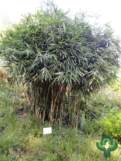 Pijlbamboe (Pseudosasa japonica)