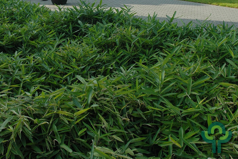 Bamboe (Sasa tsuboiana)