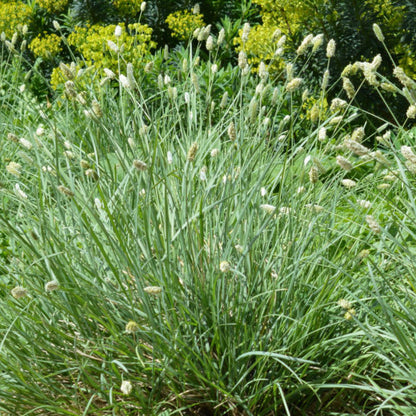 Blauwgras (Sesleria nitida)