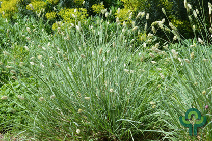 Blauwgras (Sesleria nitida)