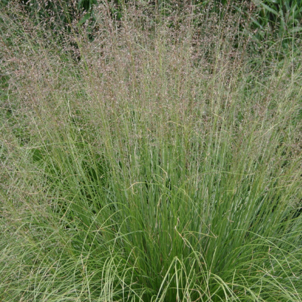 Sporobolus heterolepis