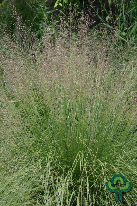 Sporobolus heterolepis