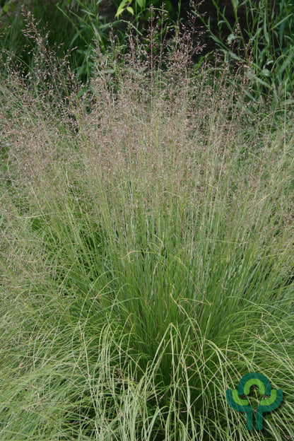 Sporobolus heterolepis