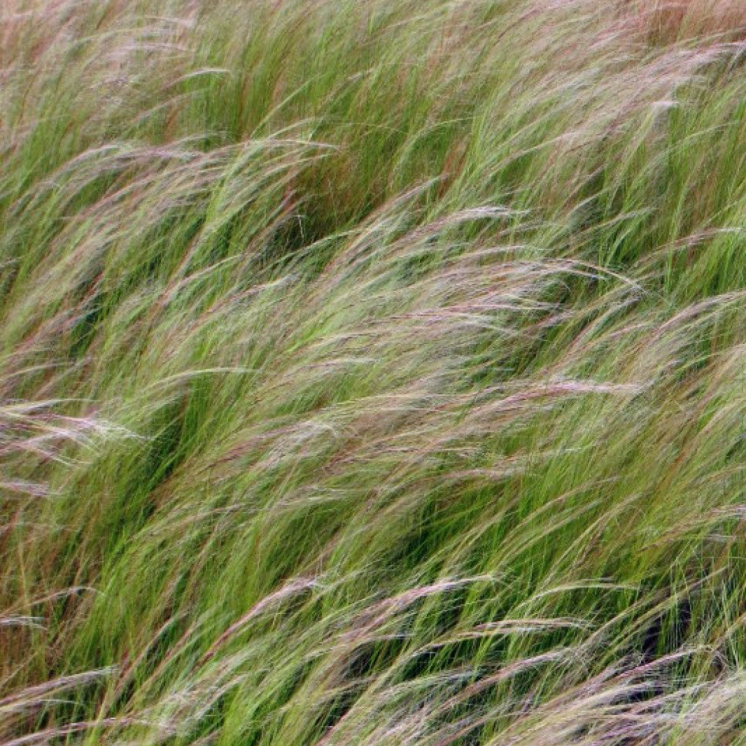Engelenhaar (Stipa tenuissima)