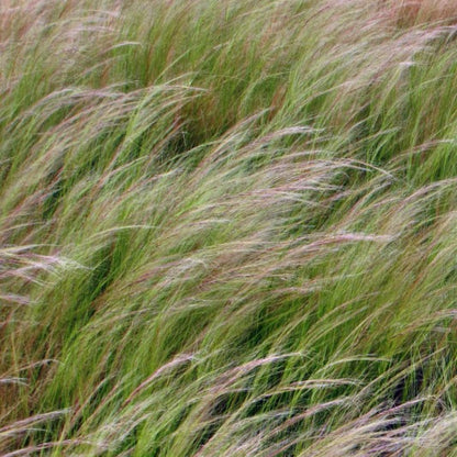 Engelenhaar (Stipa tenuissima)