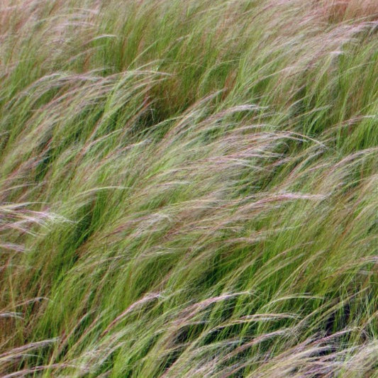 Engelenhaar (Stipa tenuissima)