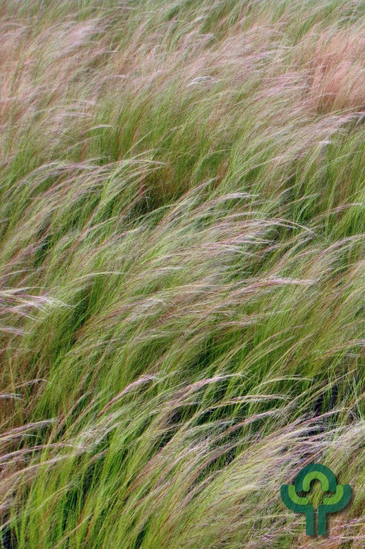 Engelenhaar (Stipa tenuissima)