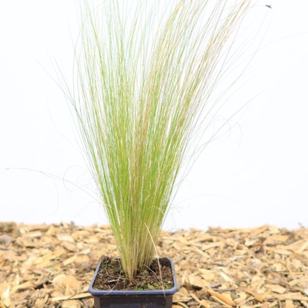Engelenhaar (Stipa tenuissima) 'Ponytails'