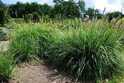 Blauwgras (Sesleria autumnalis)