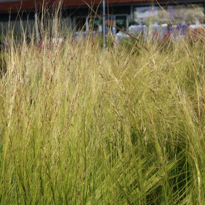 Engelenhaar (Stipa tenuissima) 'Ponytails'