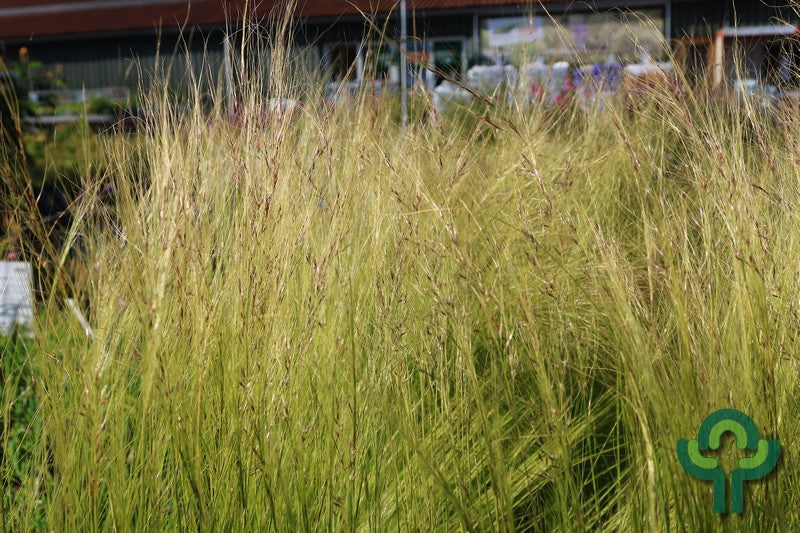 Engelenhaar (Stipa tenuissima) 'Ponytails'