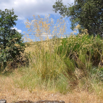 Reuzenvedergras (Stipa gigantea)