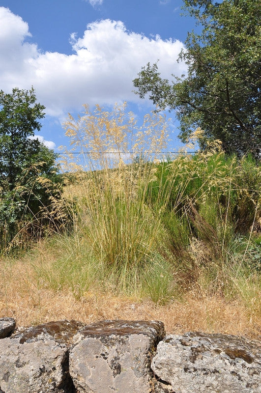 Reuzenvedergras (Stipa gigantea)