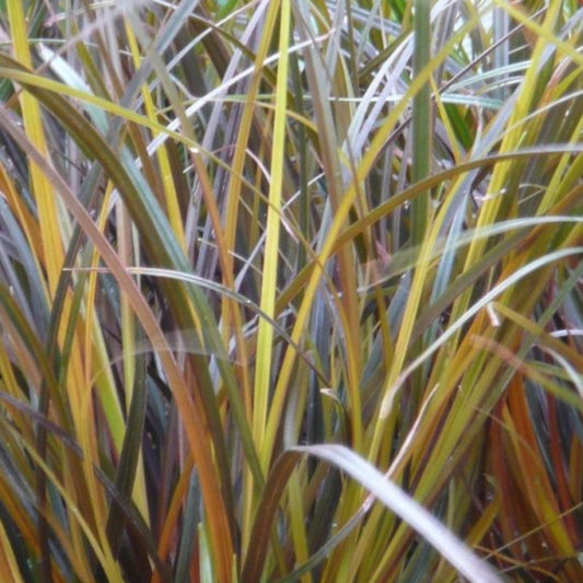 Haakzegge (Uncinia rubra)