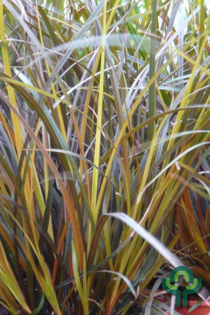 Haakzegge (Uncinia rubra)