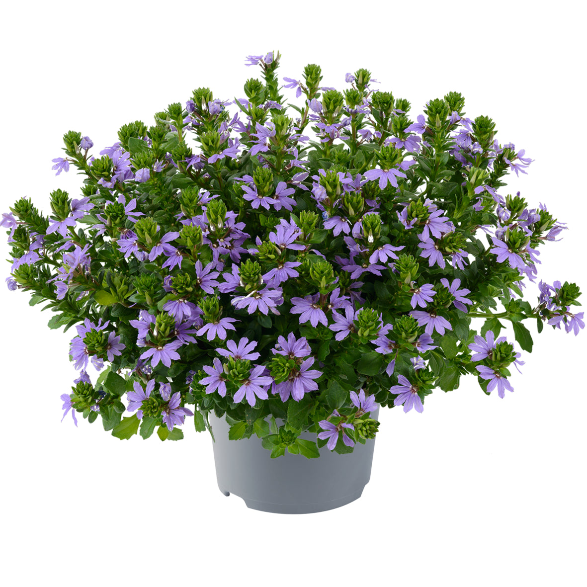 Scaevola (waaierbloem)