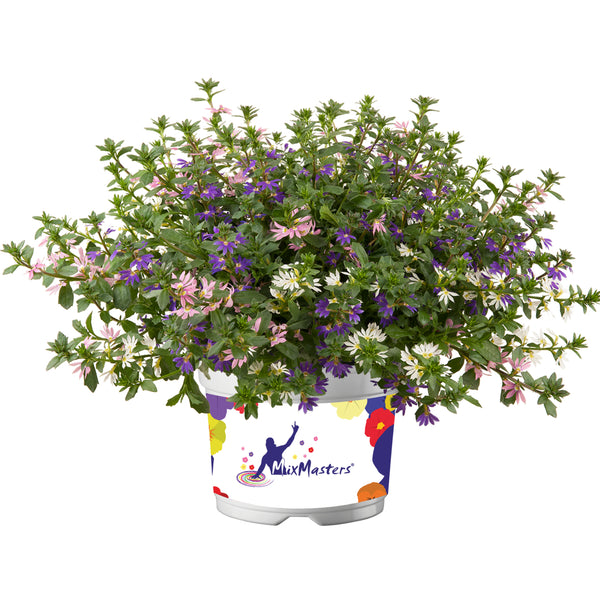 Scaevola Mix Master 