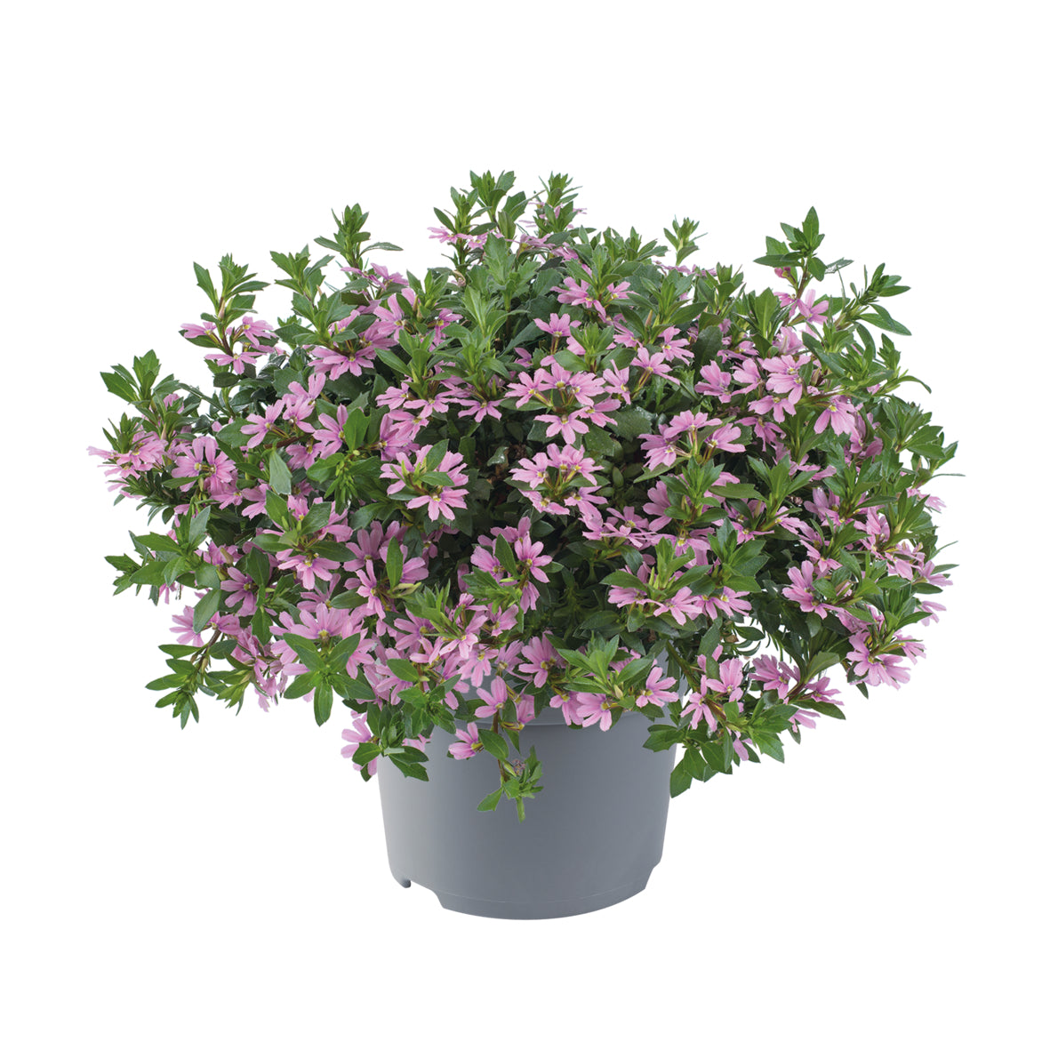 Scaevola (waaierbloem)
