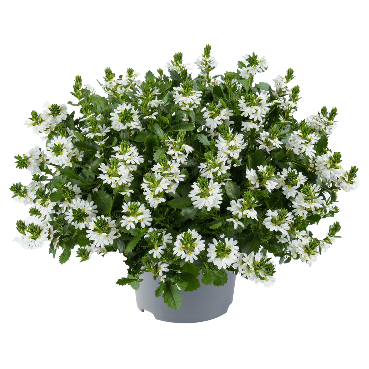Scaevola (waaierbloem)