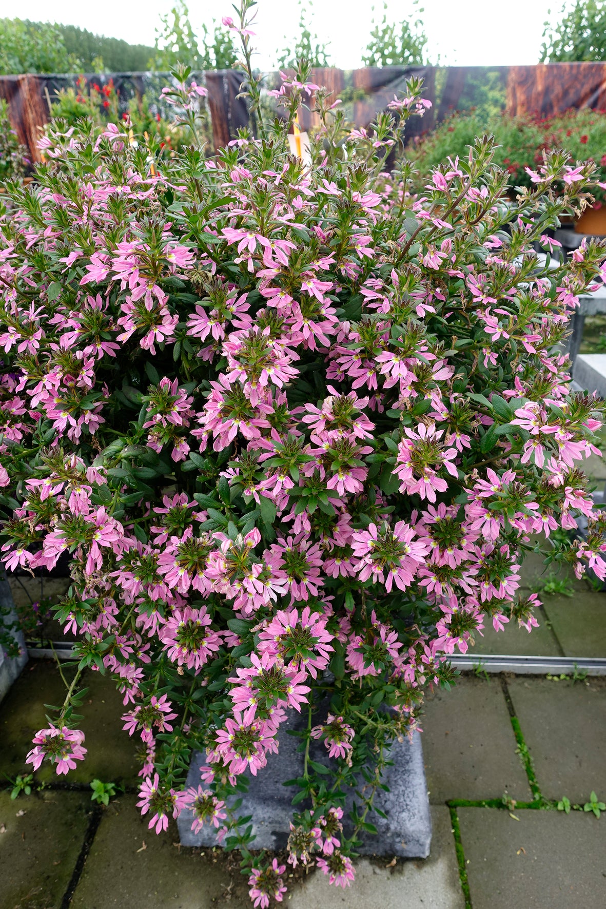 Scaevola (waaierbloem)