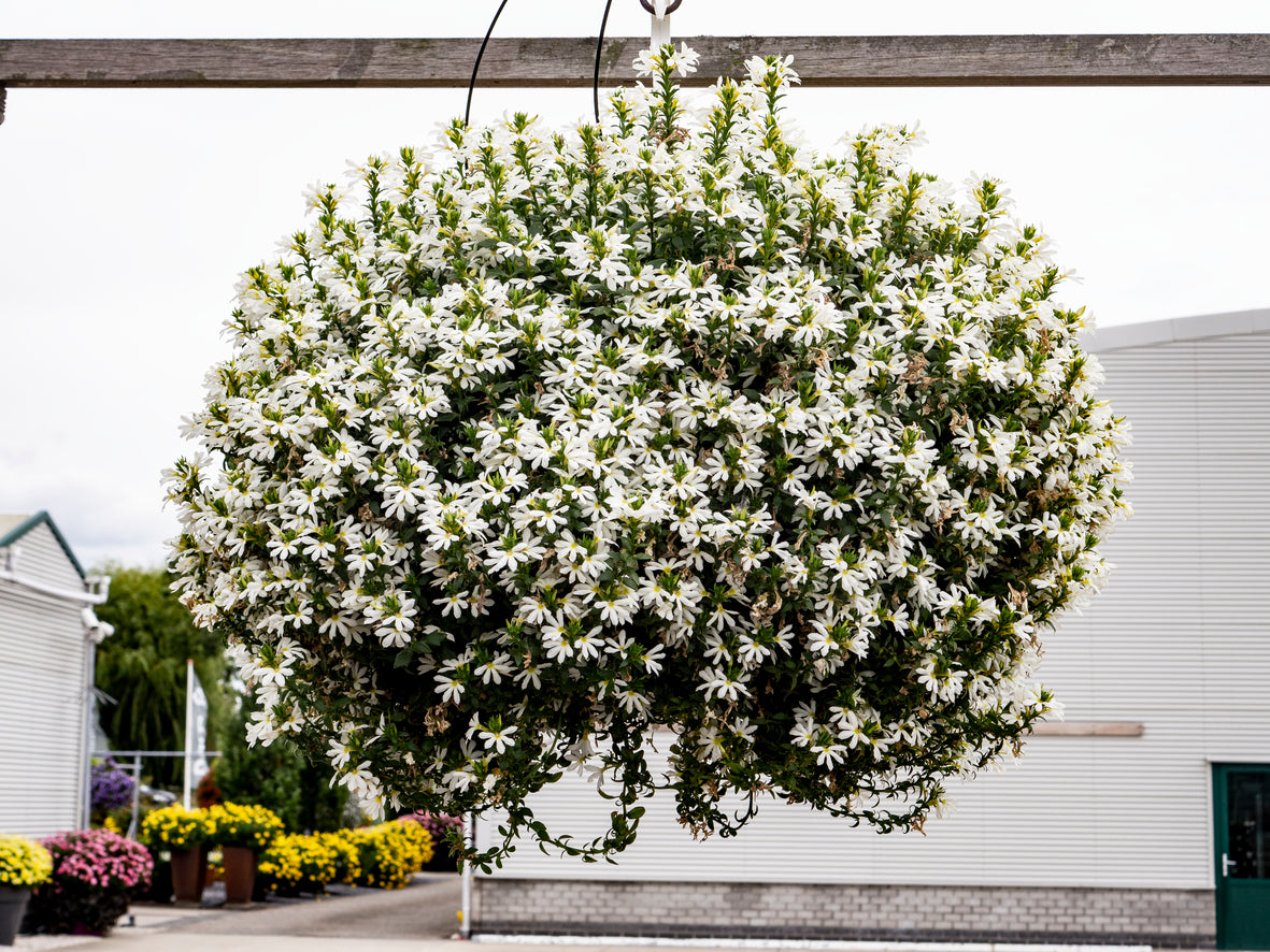 Scaevola (waaierbloem)