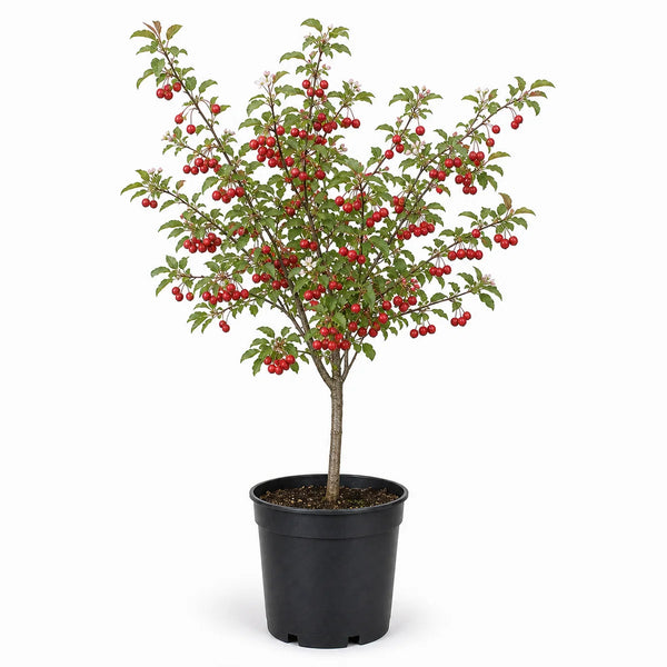 Sierappel (Malus) 'Red Sentinel'