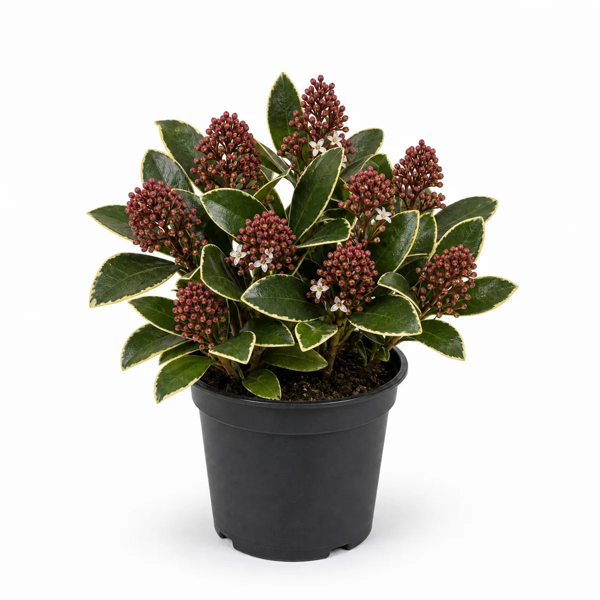 Skimmia japonica 'Mystic Marlot'
