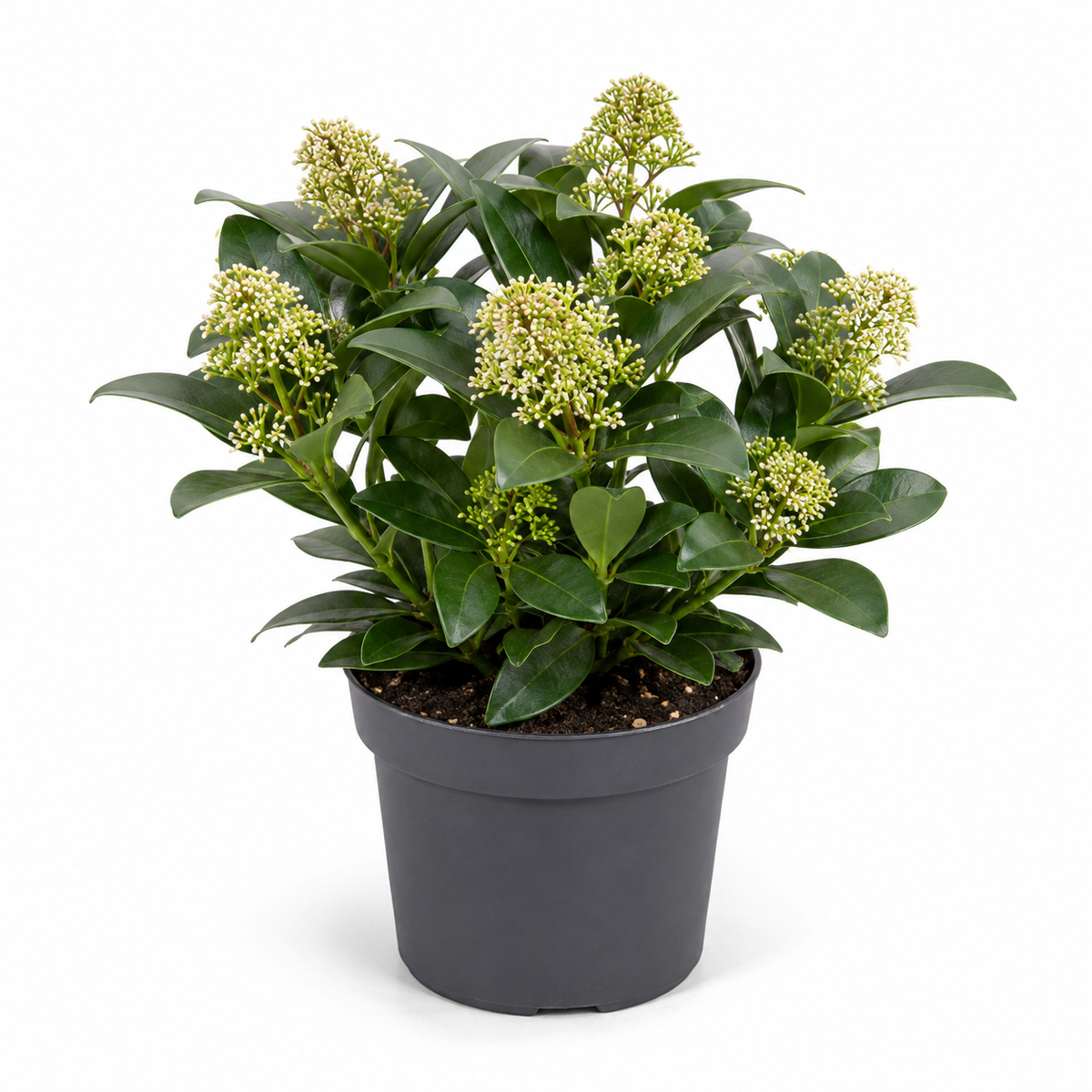 Skimmia japonica 'Fragrant Cloud'