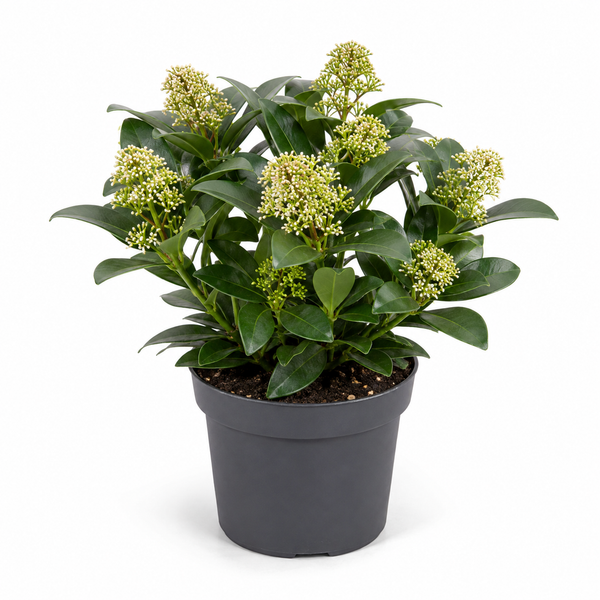Skimmia japonica 'Fragrant Cloud'