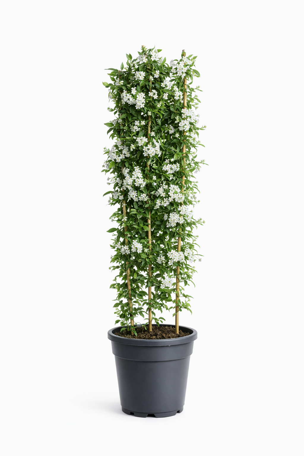 Solanum jasminoides XXL 170-180 cm