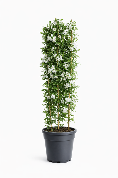 Solanum jasminoides XXL 170-180 cm