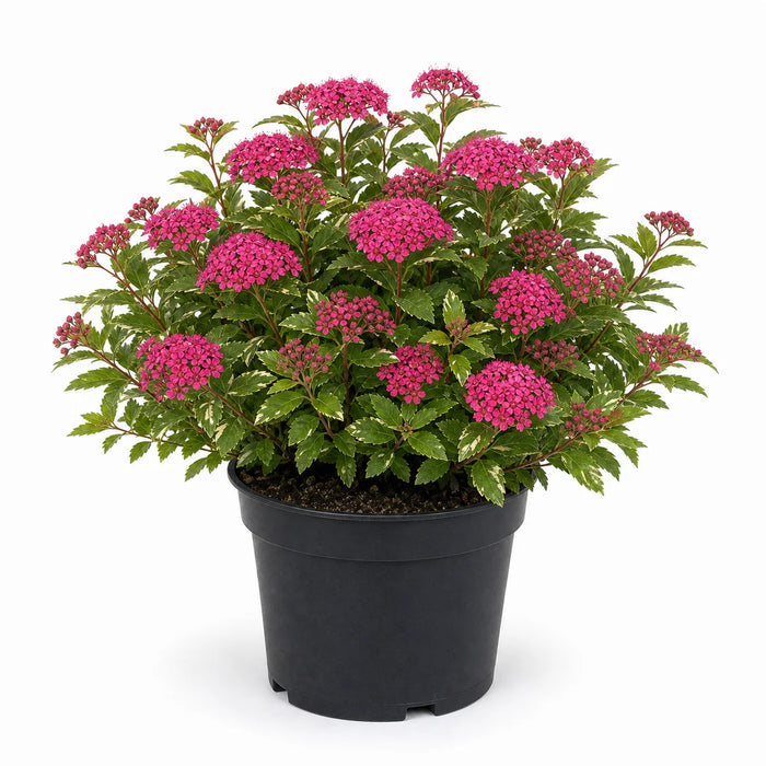 Spiraea japonica 'Anthony Waterer'