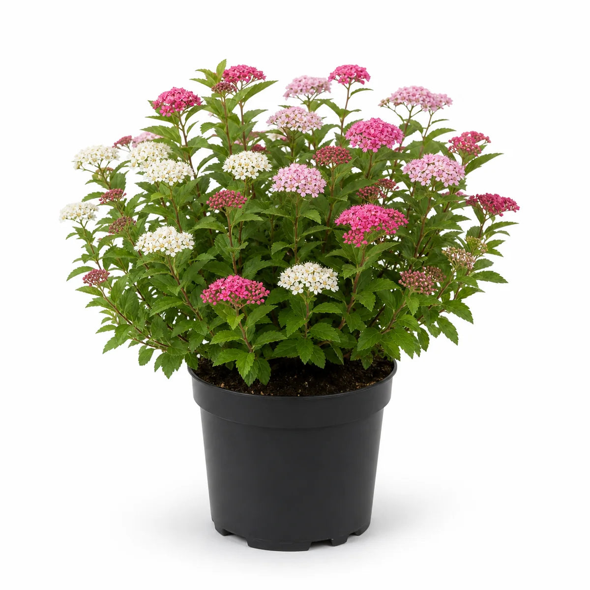 Spiraea japonica 'Genpei'